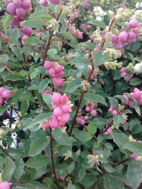 Symphoricarpos Doorenbosii Magic Berry Sneeuwbes