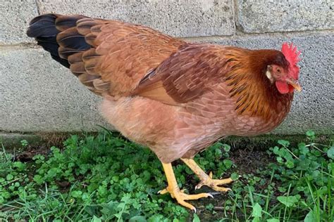 Top Red Chicken Breeds With Pictures