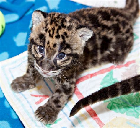 Denvers Clouded Leopard Cubs Ready To Meet The Public Zooborns