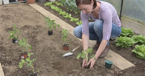 Du kannst dies machen, wenn du auf dem land oder in einer stadt lebst, in der dies. So setzen Sie Ihre Tomatenpflanzen richtig ...