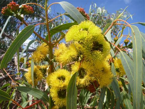 Eucalyptus Erythrocorys Illyarrie Gardening With Angus