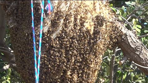Giant Beehive Has Neighborhood Buzzing