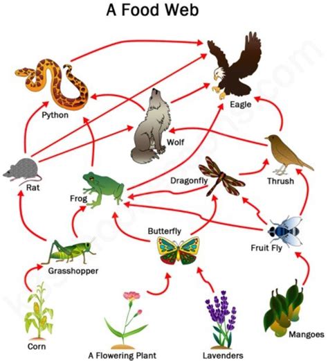 Food Chains Food Webs And Energy Pyramids Quiz Quizizz