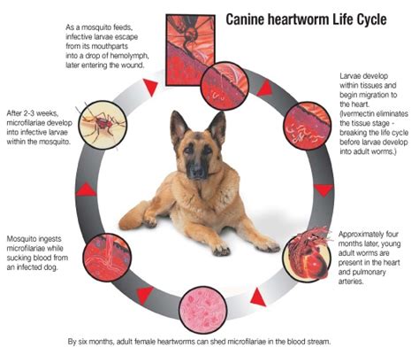 1 in 4 cases of heartworm occurs in cats that live indoors. Milwaukee Animal Hospital - Veterinarian in Milwaukee, WI ...