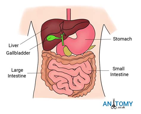 What is the posterior border of the caudate lobe in couinad's liver segments? Liver - Structure, Location, Functions, Development, Diagram