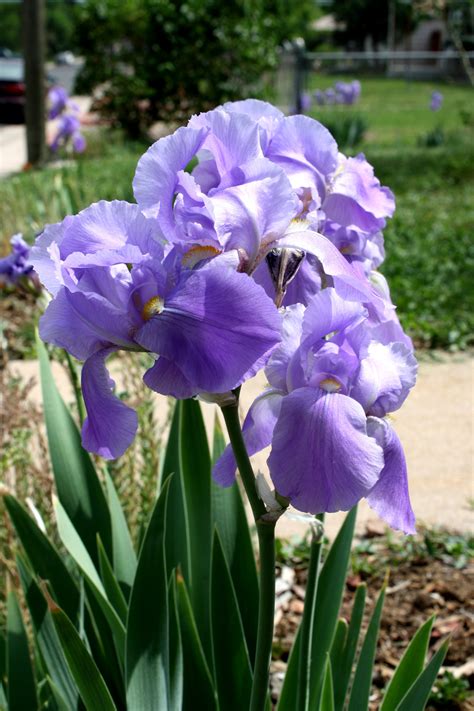 Purple Iris Flowers Picture Free Photograph Photos
