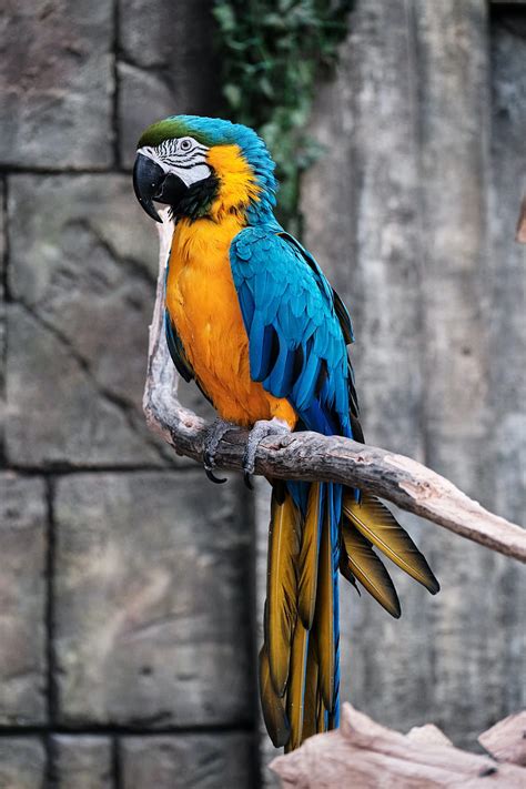 Macaw Parrot Bird Branch Colorful Hd Phone Wallpaper Peakpx