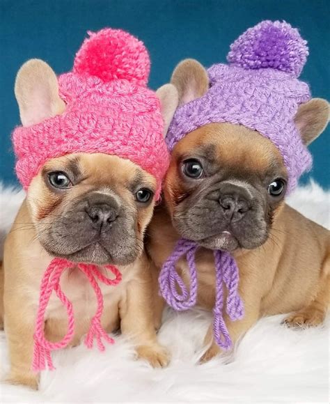 Small Puppy Dog Holiday Knit Crochet Hats Beanie Toque Pompom Beanie