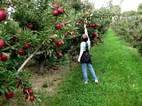 Beautify your home with tree sales and services from lewis brothers tree farm & nursery. Apple