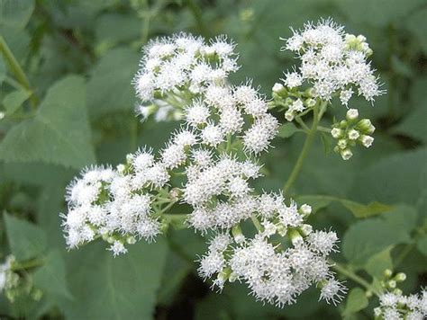 White Snakeroot Flowers Deadly Plants Plants Poisonous Plants