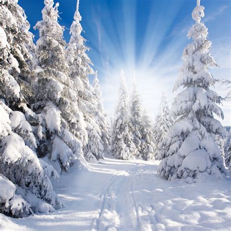 Laeacco Winter Snow Pine Shining Way Portrait Scenic Photographic