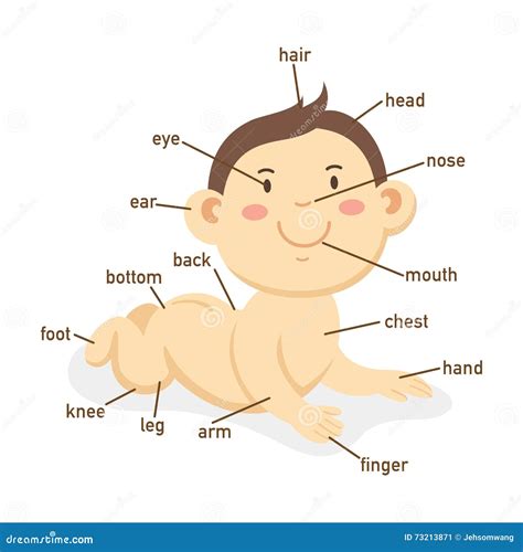 Illustration Of Vocabulary Part Of Body Stock Vector Illustration Of
