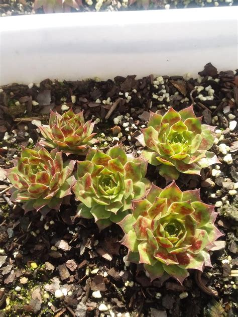 Photo Of The Entire Plant Of Hen And Chicks Sempervivum Samadhi