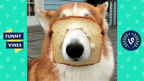 These funny pets have gone viral thanks to their sheer cuteness﻿. Best ANIMALS FAILS Compilation 2018 - Funny Animal Vide ...