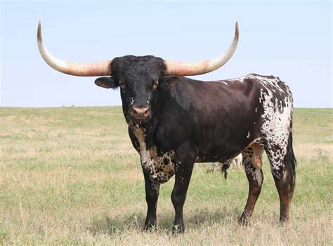 40 Pictures Of Bulls With Really Big Horns Tail And Fur