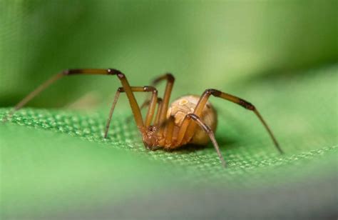 Brown Widow Spider Amazing Facts About This Invasive Species Cool