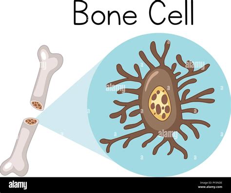 Bone Cell Structure And Function
