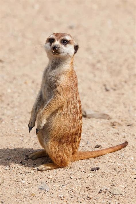 African Alert Animal Creature Cute Desert Fur Guard Look