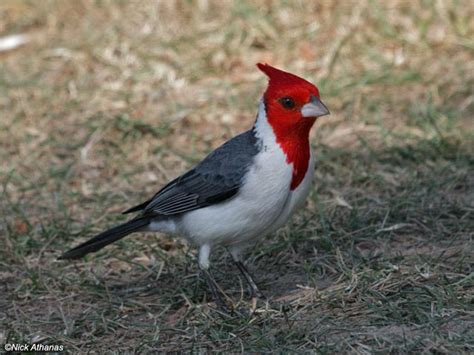 Red Crested Cardinal South America Introduced In The 30s In