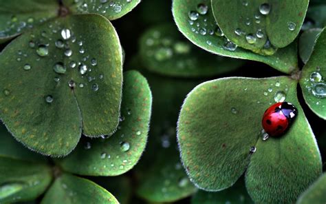 Macro Ladybugs Insect Leaves Water Drops Nature Wallpapers Hd