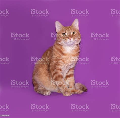 Red And White Cat Sitting On Lilac Stock Photo Download Image Now
