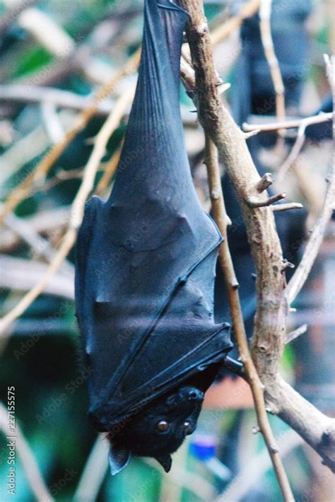 The Large Flying Fox Pteropus Vampyrus Also Known As The Greater