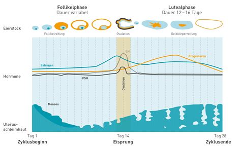 Wann ist der eisprung im 28 tag zyklus? Was passiert in den Wechseljahren? - Wechseljahre-Verstehen.de