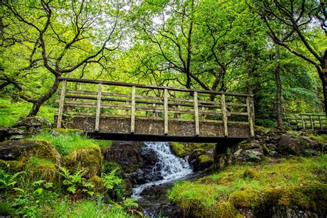 Wooden Bridge In Forest Free Stock Photo Public Domain Pictures