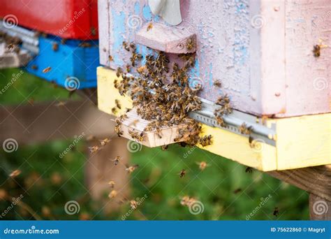 Honey Bees Swarming And Flying Around Their Beehive Stock Photo