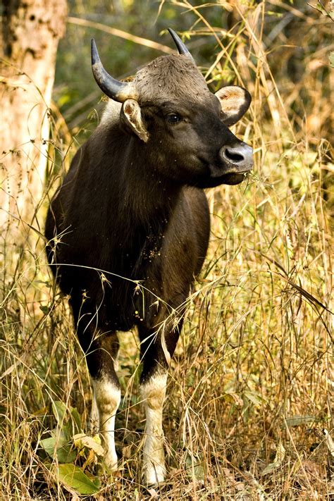 Indian Bison Which Is Also Known As Gaur Wildlife Tour India For