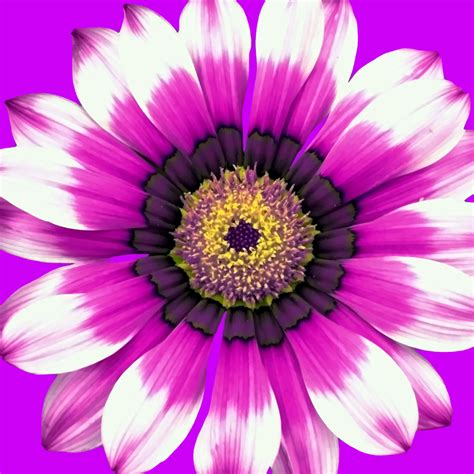 Fotos Gratis Naturaleza Flor Púrpura Pétalo Florecer Verano