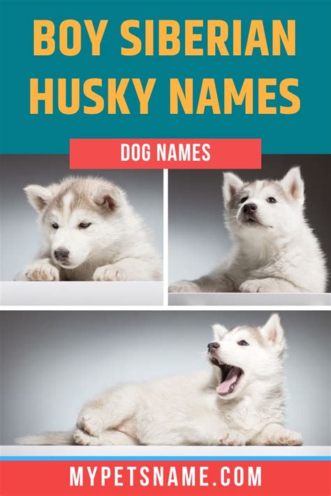 Boy Siberian Husky Names Siberian Husky Names Husky Names Husky