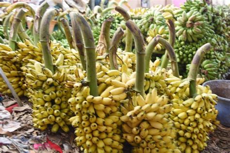 Qual banana é mais nutritiva Confira a diferença de cada tipo e seus