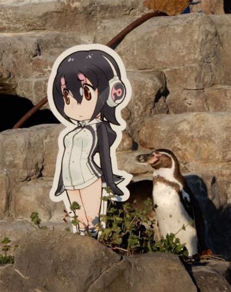 Such A Cute Little Penguin Anime Amino
