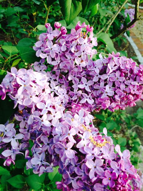 Lilacs Light Purple I Just Love The Fragrance In The Air As I Work