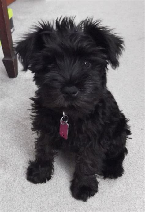 The 24 Cutest Pictures Of Black Miniature Schnauzers The Paws