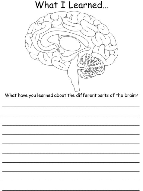 Printable Worksheet What I Learn About The Structures Of The Brain