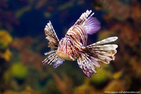 Interesting Facts About Lionfish Just Fun Facts