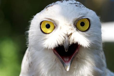 Snowy Owl Beautiful HD Beautiful Pictures - All HD Wallpapers