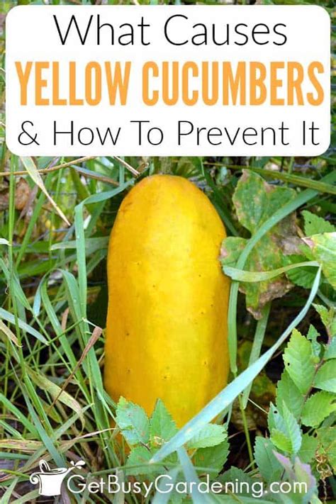Yellow Cucumbers Here Is Why How To Prevent It Yellow Cucumber