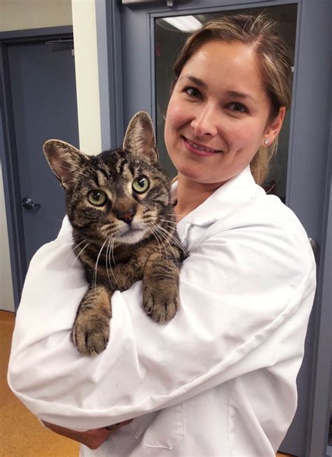 Taking The Stress Out Of Bringing Your Cat To The Vet Ontario