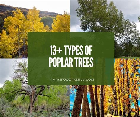 Poplar Trees 13 Varieties Leaves Bark Identification Ultimate Guide