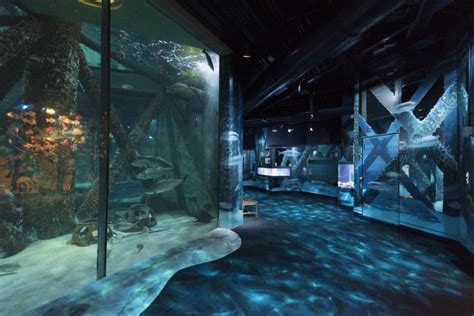 Seven Trends In Aquarium Design Cambridgeseven