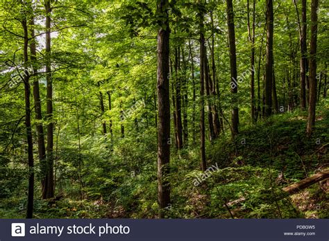Eastern Deciduous Forest Stock Photos And Eastern Deciduous Forest Stock