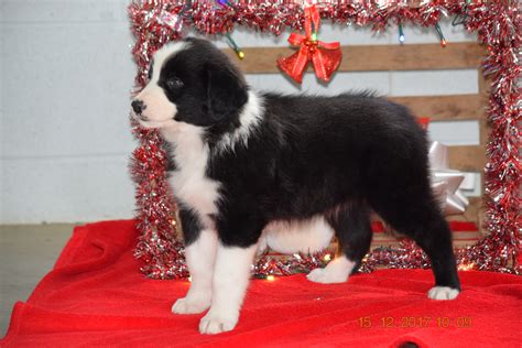 Border Collie Norwegian Elkhound Mix Puppy For Sale Female Kari Appl