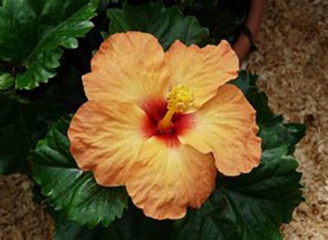 Tropical Hibiscus Can Make A Beautiful Flowering