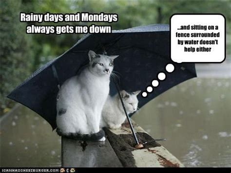 Untitled Cat Umbrella Cats Funny Animals