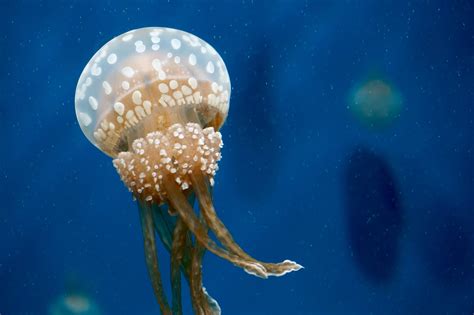 Free Images Underwater Jellyfish Invertebrate Cnidaria Macro