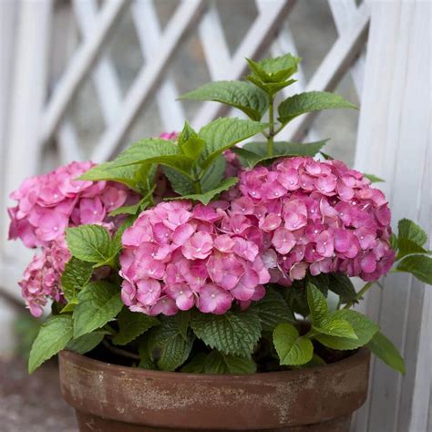Allow Your Hydrangea To Grow And Let Some Of Its Stems Grow In Such A