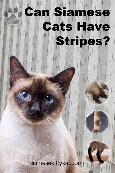 Can Siamese Cats Have Stripes Learn The Facts